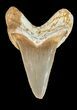 Cretoxyrhina Shark Tooth - Kansas #42952-1